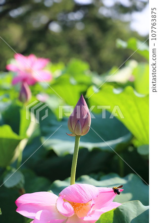 炎炎夏日的栗林公園（7月下旬/蓮花） 107763875