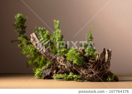 Abstract nature scene with a composition of juniper and dry snags. 107764376