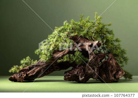 Abstract nature scene with a composition of juniper branches and dry snags. 107764377