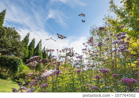 The migratory butterflies of the Chestnut tiger dancing in the autumn sky are beautiful 107764502