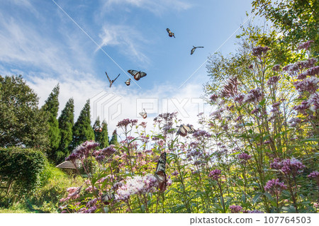 The migratory butterflies of the Chestnut tiger dancing in the autumn sky are beautiful 107764503