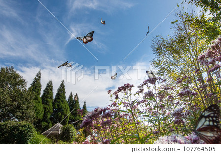 The migratory butterflies of the Chestnut tiger dancing in the autumn sky are beautiful The migratory butterflies of the Chestnut tiger dancing in the autumn sky are beautiful 107764505
