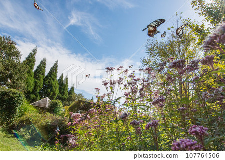 The migratory butterflies of the Chestnut tiger dancing in the autumn sky are beautiful The migratory butterflies of the Chestnut tiger dancing in the autumn sky are beautiful 107764506