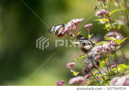 The migratory butterflies of the Chestnut tiger dancing in the autumn sky are beautiful The migratory butterflies of the Chestnut tiger dancing in the autumn sky are beautiful 107764534