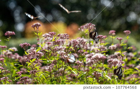 The migratory butterflies of the Chestnut tiger dancing in the autumn sky are beautiful 107764568