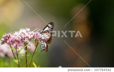 秋空飛舞的板栗虎候蝶,美不勝收 秋空飛舞的板栗虎候蝶,美不勝收 107764582