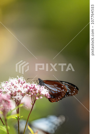 The migratory butterflies of the Chestnut tiger dancing in the autumn sky are beautiful The migratory butterflies of the Chestnut tiger dancing in the autumn sky are beautiful 107764583