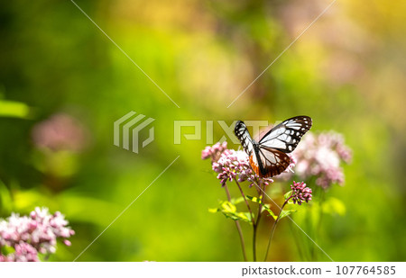 秋空飛舞的板栗虎候蝶，美不勝收 107764585