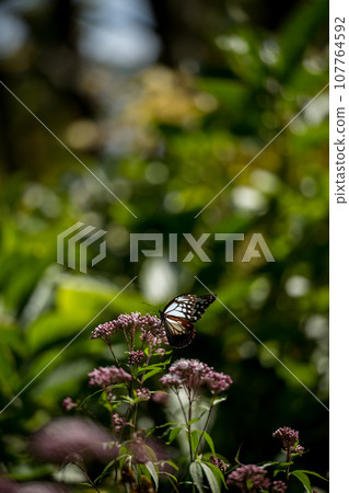 The migratory butterflies of the Chestnut tiger dancing in the autumn sky are beautiful The migratory butterflies of the Chestnut tiger dancing in the autumn sky are beautiful 107764592