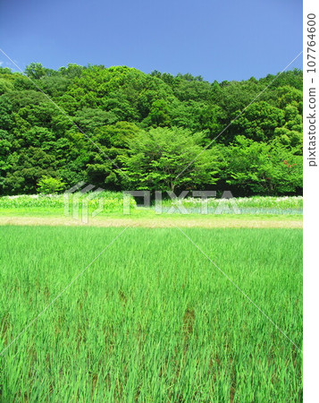 Early summer blue rice field and fresh green forest scenery Early summer blue rice field and fresh green forest scenery 107764600
