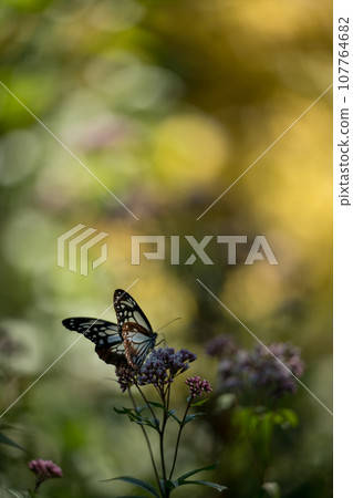 The migratory butterflies of the Chestnut tiger dancing in the autumn sky are beautiful 107764682
