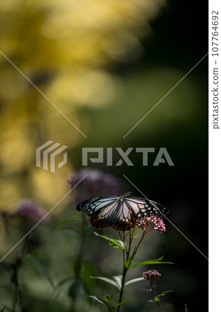 The migratory butterflies of the Chestnut tiger dancing in the autumn sky are beautiful The migratory butterflies of the Chestnut tiger dancing in the autumn sky are beautiful 107764692