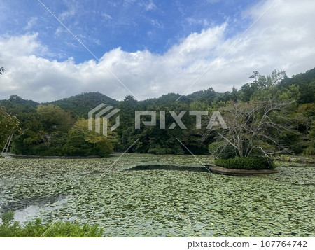 金閣寺的池塘 金閣寺的池塘 107764742