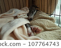 義大利靈緹犬安靜地睡 4 107764743