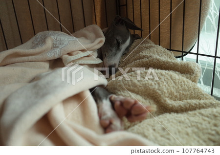 義大利靈緹犬安靜地睡 4 107764743