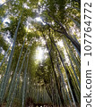 嵐山竹林2 107764772