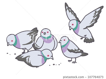 鴿子 鴿子 鴿子 鴿子 107764873