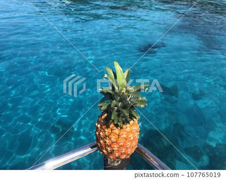 Pineapple Pine Okinawa Kerama Islands Pineapple Pine Okinawa Kerama Islands 107765019