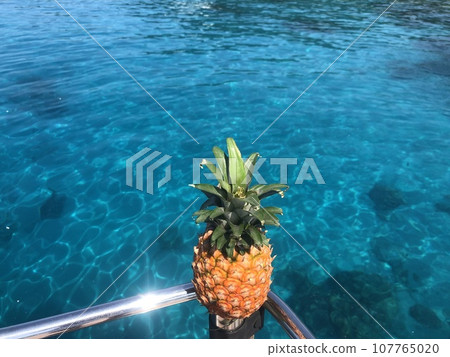 Pineapple Pine Okinawa Kerama Islands Pineapple Pine Okinawa Kerama Islands 107765020