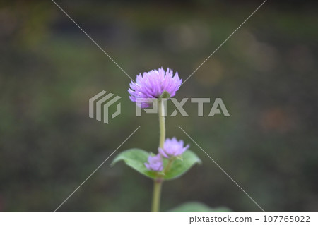 small flower facing backwards small flower facing backwards 107765022