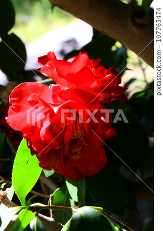 紅山茶花 107765474