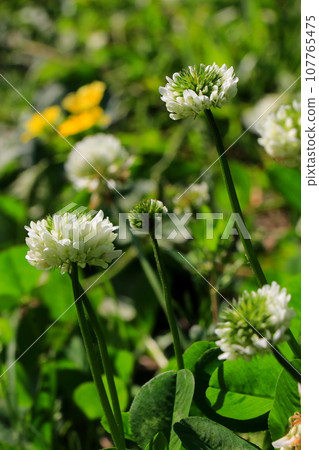 開著圓形白花的白三葉草 107765475