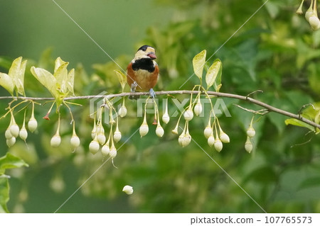 各種各樣的山雀來採摘安息香的果實 107765573