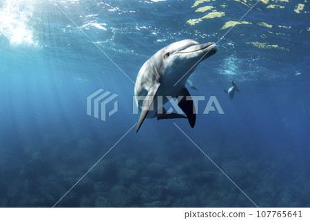 Wild dolphins swimming on the sea surface Wild dolphins swimming on the sea surface 107765641