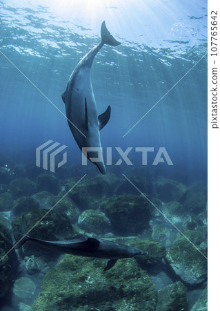 Two wild dolphins playing together Two wild dolphins playing together 107765642