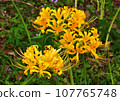 yellow spider lily 107765748