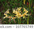 Cluster amaryllis yellow 107765749