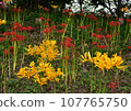spider lily yellow and red 107765750