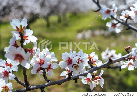 Beautiful almond blossoms on the almont tree branch. Beautiful almond blossoms on the almont tree branch. 107765856