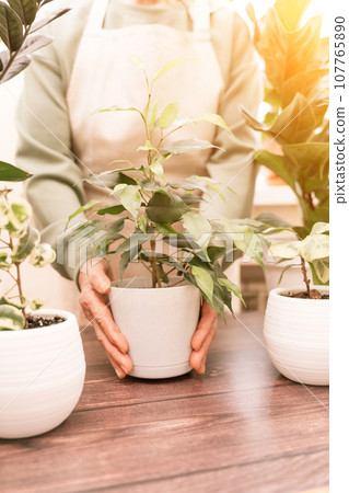 Home gardening, hobby, freelancing, cozy workplace. Grandmother gardener housewife in an apron holds a pot of Chamaedorea elegans in her hands 107765890
