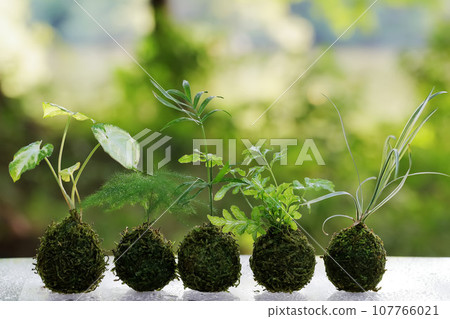 五個苔蘚球,種植迷你觀賞植物 五個苔蘚球,種植迷你觀賞植物 107766021