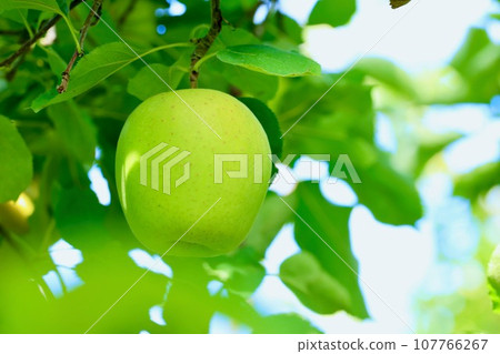 apple on the tree 107766267