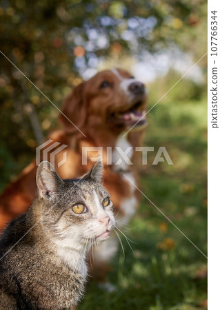 Cat and dog sitting together in grass during autumn day. 107766344