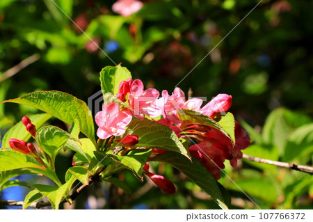 Weigela pink flowers 107766372