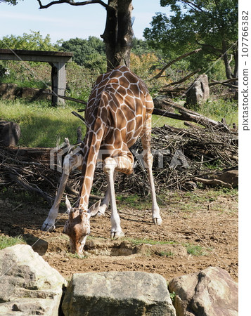 長頸鹿的飲用水 107766382
