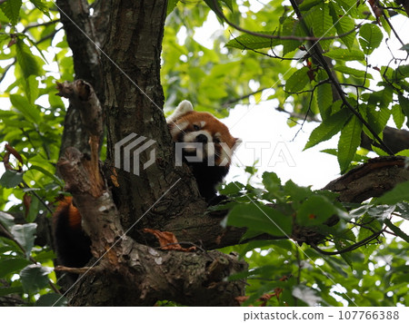 Lesser panda 107766388