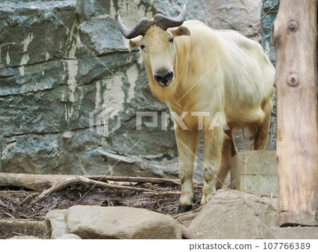 Golden Takin 107766389