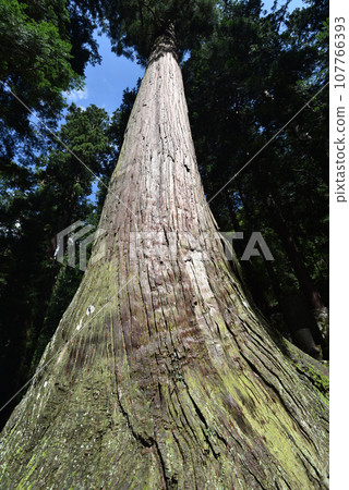 室生寺，奈良縣宇陀市境內的大樹 107766393