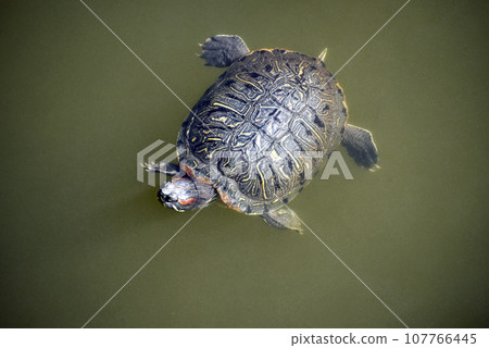 Shitennoji Ike no Kame Tennoji Ward, Osaka City 107766445