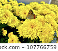 Butterflies Stuck in a Yellow Flower 107766759