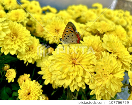 Butterflies Stuck in a Yellow Flower 107766759
