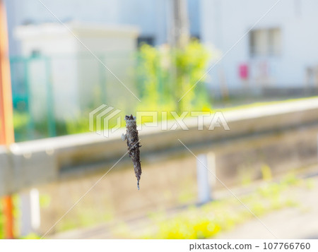 小甲蟲 小甲蟲 107766760