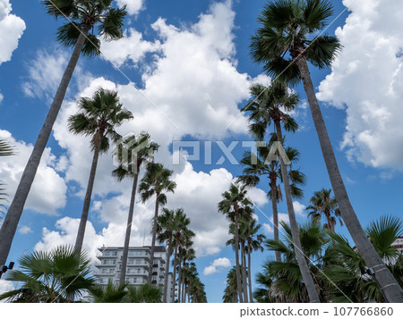 Landscape with palm trees 107766860