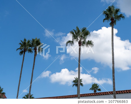 Landscape with palm trees 107766863
