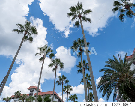 風景與棕櫚樹 107766864