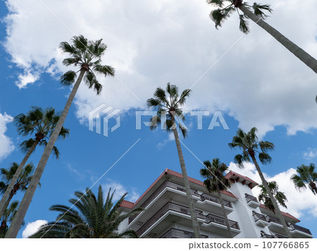 Landscape with palm trees 107766865
